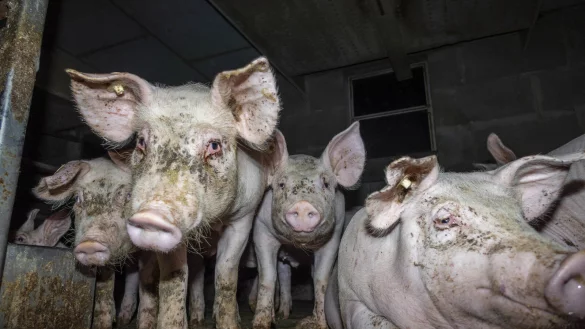 Dem Deutschen Tierschutzb&uuml;ro liegt aus sieben Westfleisch-Zulieferbetrieben erschreckendes Bildmaterial vor. Die Aufnahmen zeigen kranke, verletzte und tote Tiere. - &copy; Deutsches Tierschutzb&uuml;ro e.V.