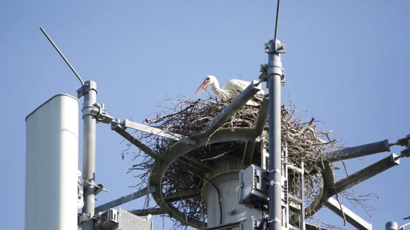 Ein junges Wei&szlig;storchenpaar hat f&uuml;r seine Kinderstube den Mobilfunkmast der Deutschen Telekom an der S&uuml;renheider Stra&szlig;e gew&auml;hlt. - &copy; Roland Th&ouml;ring