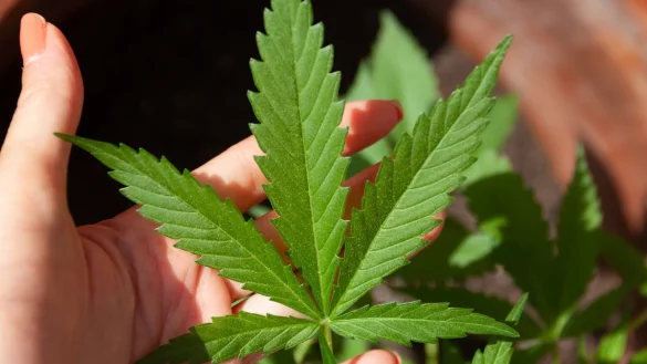 Ab dem 1. April - und wahrscheinlich wird es noch etwas sp&auml;ter - soll der Besitz von 25 Gramm Cannabis legal werden. Doch bis dahin ist noch einiges zu tun. - &copy; Piaxabay