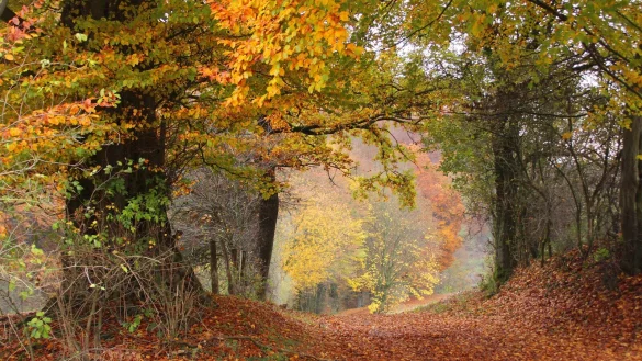 Wald im m&ouml;glichen Nationalpark Egge, hier bei Altenbeken. - &copy; Kurt Blaschke