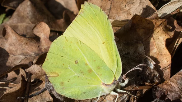 Einige Schmetterlingsarten, wie der Zitronenfalter, halten Winterschlaf. Sollten sie aber zu fr&uuml;h erwachen, drohen sie zu verhungern. - &copy; Patrick Pleul