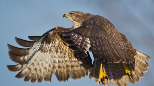 Der M&auml;suebussard geh&ouml;rt zu den streng gesch&uuml;tzten Arten in Deutschland. Sein Lebensraum sind offene Landschaften wie Felder oder Wiesen. - &copy; usage Germany only, Verwendung nur in Deutschland