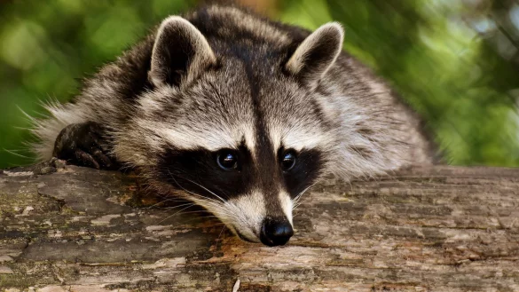 Waschb&auml;ren sind keine Kleintiere wie Hunde und Katzen, sagt der Kreis H&ouml;xter. - &copy; Pixabay