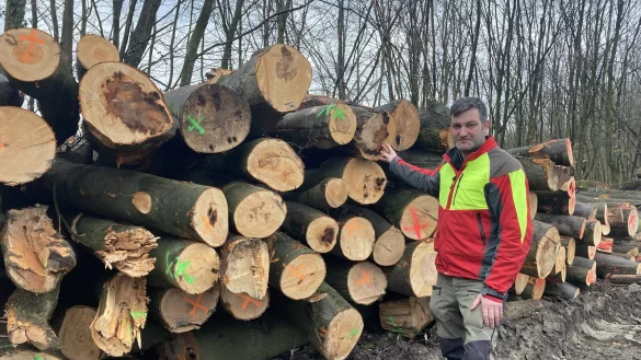 Christopher Kroos, Leiter des Forstreviers Belle, leitet die F&auml;llarbeiten oberhalb des Triftenweges in Leopoldstal. Sie werden erst im kommenden Herbst beendet. - &copy; Cordula Gr&ouml;ne