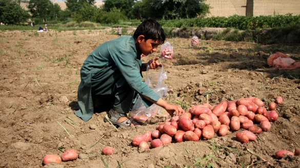 Ein Kind erntet Kartoffeln auf einem Feld in der Provinz Nangarhar. Eine ausreichende Mehrheit der EU-Staaten unterst&uuml;tzt ein europ&auml;isches Lieferkettengesetz zum Schutz der Menschenrechte. - &copy; Saifurahman Safi/Xinhua/dpa