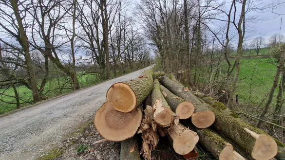 Eine ganze Reihe von B&auml;umen an der alten Bahntrasse zwischen Blomberg und Nessenberg musste gef&auml;llt werden - viel mehr als geplant, sagt Fachbereichsleiter Detlef Wehrmann. - &copy; Marianne Schwarzer