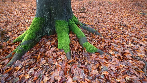 Um die sehr seltenen Lebensr&auml;ume zu sch&uuml;tzen, sei der Erhalt der alten Biotopb&auml;ume bis zu ihrem nat&uuml;rlichen Zerfall w&uuml;nschenswert, wie Daniela Wendt, L&uuml;gdes Fachbereichsleiterin f&uuml;r Ordnung und Soziales, erkl&auml;rt. - &copy; Symbolbild: Pixabay