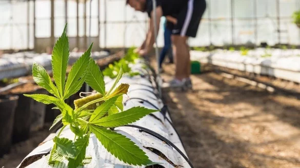 Erwachsene d&uuml;rfen schon bald bis zu drei Cannabispflanzen zum Eigenkonsum zu Hause anbauen und bis zu 25 Gramm der Droge in der &Ouml;ffentlichkeit besitzen. Was das f&uuml;r einen Einfluss auf die Kinder- und Jugendarbeit hat. - &copy; Symbolbild: Pixabay