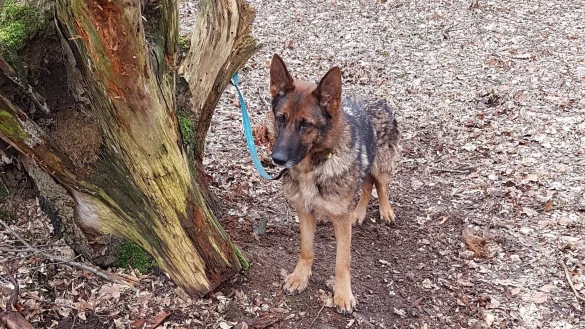 Im Bereich des Friedhofs Wehren fand eine H&uuml;ndin aus Herrentrup mit ihrem Besitzer die ausgesetzte H&uuml;ndin. Das Tierheim Detmold hat sie Erna getauft. - &copy; Fotorechte: LZ