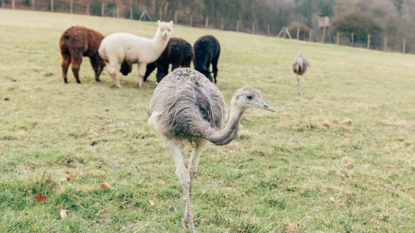 Nandus und Alpakas haben sich bereits an das Zusammenleben im Vogelpark Heiligenkirchen gew&ouml;hnt. - &copy; Vanessa Will