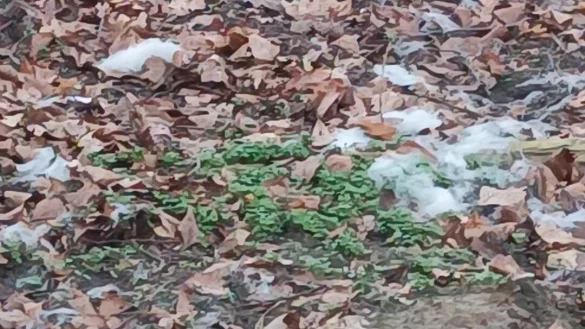 Viele Hundehalter warnen derzeit vor dieser Substanz, die wie Zuckerwatte aussieht und in Schildesche an den Tennispl&auml;tzen Erdsiek aufgefallen ist. - &copy; Leserfoto