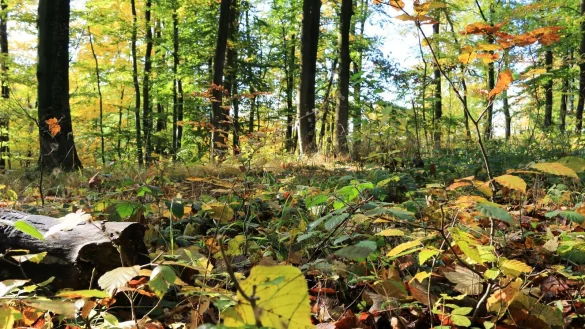 Waldsch&auml;den sind auch im Teutoburger Wald keine Seltenheit, trotzdem will die Landesregierung nun F&ouml;rdergelder streichen. - &copy; Martin D&uuml;sterberg