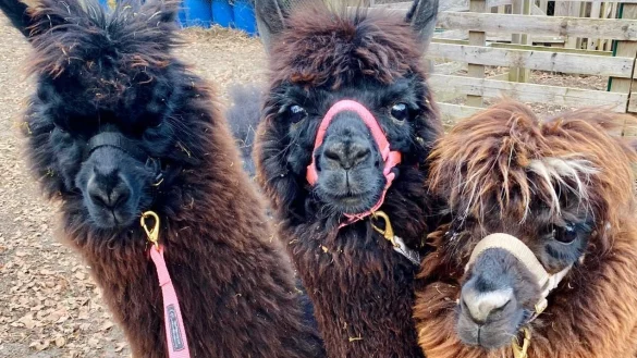 Zwei freilaufende Huskies haben die jungen Alpakas Mambo, Ronja, Mocca (v.l.) angegriffen und verletzt. - &copy; Martina Peter