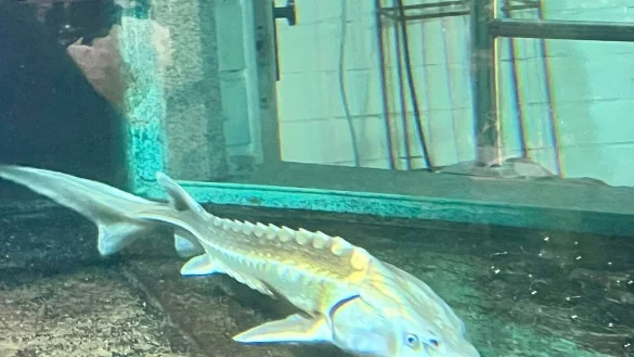 V&ouml;llig unterern&auml;hrt: Der St&ouml;r im Aquarium. - &copy; Privat