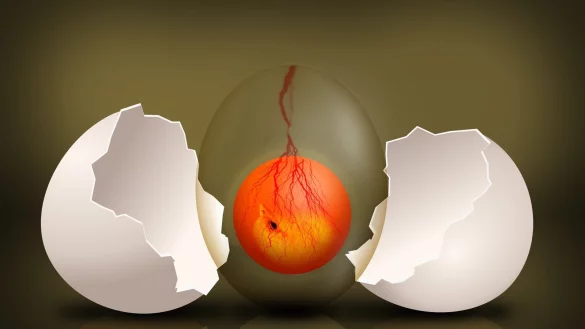 Hahn oder Henne? Das ist die Frage, die die Lemgoer Forscher vor dem sechsten Tag beantworten können - ohne die Eierschale zu beschädigen. - © Symbolbild Pixabay