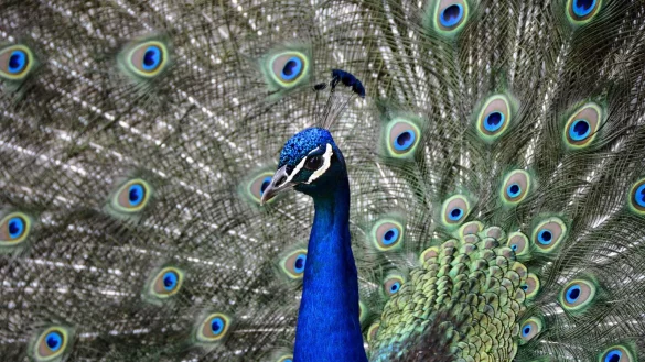 Mit scharfen Blick schauen die Fraktionen oft auf die Formulierung der Beschl&uuml;sse. Dadurch dreht sie die Diskussion manchmal mehr um die semantische Absicherung als um die Sache an sich. Der Legende nach &uuml;berf&uuml;hrte die griechische G&ouml;ttin Hera die hundert wachsamen Augen des Riesen Argus nach seinem Tod in das Federkleid des Pfaus. - &copy; pixabay/anncapictures