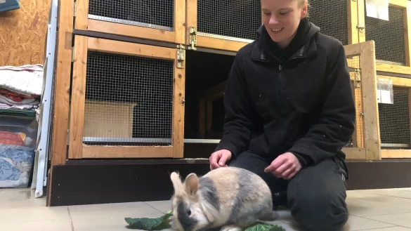Tierheim-Mitarbeiterin Aileen Ott mit dem einj&auml;hrigen L&ouml;wenk&ouml;pfchen-Mix Rodrigo. Das Kaninchen sucht ein neues Zuhause. - &copy; Sven Kienscherf