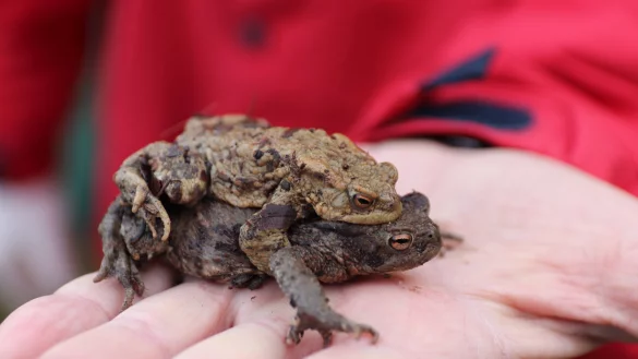 Ohne menschliche Hilfe h&auml;tten die Kr&ouml;ten vielerorts ein hohes Risiko, beim &Uuml;berqueren von Stra&szlig;en &uuml;berfahren zu werden. - &copy; Knut Dinter