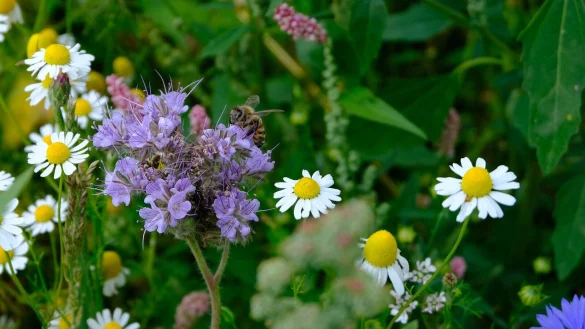 Mehr Biodiversit&auml;t w&uuml;nscht sich die Stadt Lemgo und erarbeitet daf&uuml;r eine Strategie. - &copy; Archivfoto: Gesa Winnenburg
