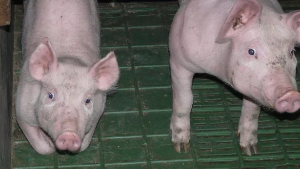 Der Kreisveterin&auml;r soll Ferkel eigenh&auml;ndig get&ouml;tet haben. - &copy; Pixabay