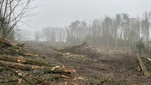 Die Rodungen auf der Kussel haben die Pivitsheider geschockt. Die Untere Landschaftsbeh&ouml;rde des Kreises und das Forstamt hatten sie gestoppt. In welchem Umfang Waldwirtschaft betrieben werden darf und welche Genehmigungen n&ouml;tig sind, regelt das Landesforstgesetz. - &copy; Katharina Mowitz