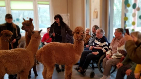 Petra M&ouml;ller besucht mit ihren Alpakas die Wohngruppe und die Tagespflege im "Harlekin" des DRK in Blomberg. - &copy; Nicola Brand/DRK Lippe