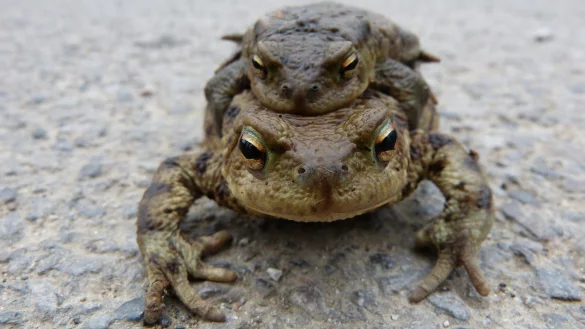 Amphibien brauchen Hilfe, um sicher &uuml;ber die Stra&szlig;en zu kommen. Foto: Nabu - &copy; Nabu