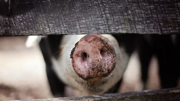 Zu kompliziert, zu teuer: Carsten B&uuml;schemann f&uuml;hrt niedrige Erl&ouml;se und steigende Kosten f&uuml;r Energie und Futter als Gr&uuml;nde an. - &copy; Symbolbild: Pixabay