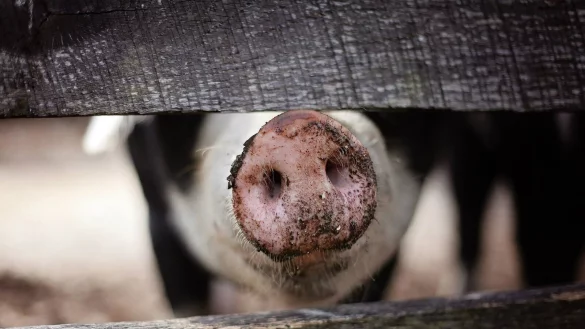 Unter Schweinehaltern geht die Angst vor der Afrikanischen Schweinepest um. - &copy; Pixabay