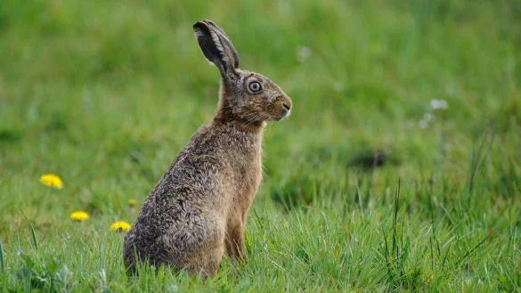 Ein Feldhase wie dieser verendete im Kreis Paderborn an der Hasenpest. - © DJV/Rolfes
