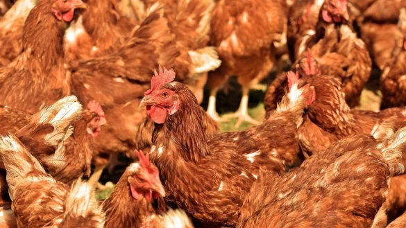 Tiere im Seuchenbestand m&uuml;ssen nach der Gefl&uuml;gelpestverordnung bereits bei einem deutlichen klinischen Verdacht get&ouml;tet werden. - &copy; Pixabay (Symbolfoto)