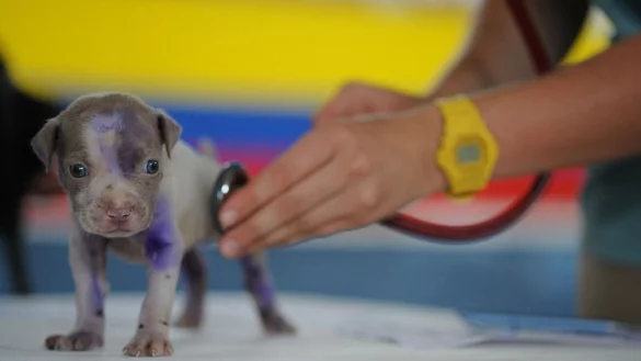 Fast nichts geht mehr in der Bielefelder Tierklinik. - &copy; Symbolfoto