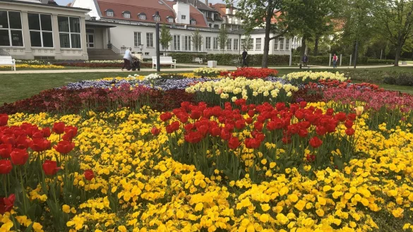 Es bl&uuml;ht im Kurpark von Bad Salzuflen.&nbsp; - &copy; Thomas Reineke