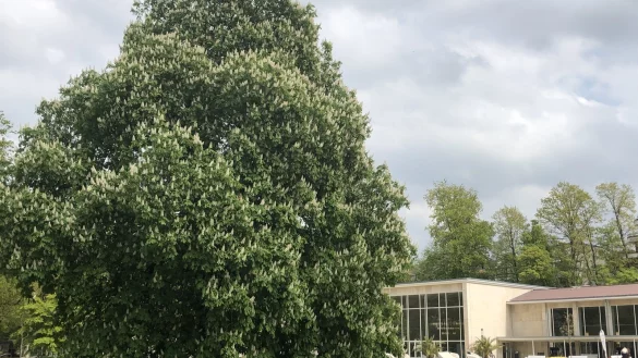 Der Baumbestand ist ein Aush&auml;ngeschild des mehr als 100 Jahre alten Salzufler Kurparks. Umwelteinfl&uuml;sse machen ihm allerdings zu schaffen. - &copy; Thomas Reineke