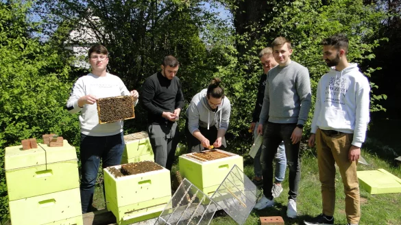 Sch&uuml;ler z&uuml;chten im Schulgarten des Felix-Fechenbach-Berufskollegs unter Leitung ihres Lehrers Constantin Ulbricht ganze Bienenv&ouml;lker. Sie haben keine Angst, gestochen zu werden, weil sie genau wissen, wie man sich am offenen Bienenstock verhalten muss. - &copy; Hajo G&auml;rtner