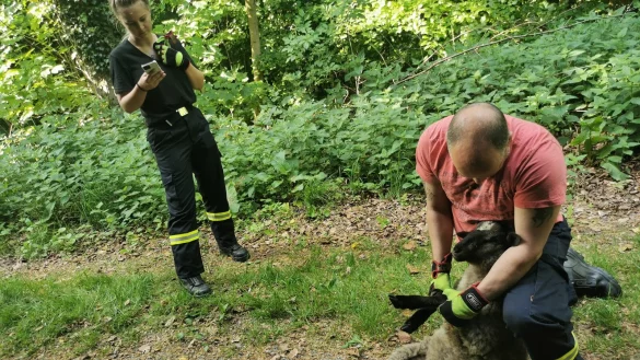 Gerettet: Feuerwehrmann Sebastian Pollak (rechts) von der Löschgruppe Linderhofe und seine Kollegin Melissa Bongiorno bergen das entlaufene Schaf. - © Sylvia Frevert