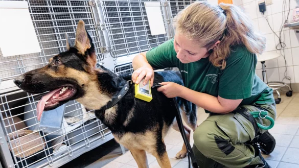 Eine Tierpflegerin pr&uuml;ft mit einem Transponder, ob der Fundhund einen Identifikations-Chip &uuml;ber der linken Schulter tr&auml;gt. - &copy; (c) Copyright 2022, dpa (www.dpa.de). Alle Rechte vorbehalten