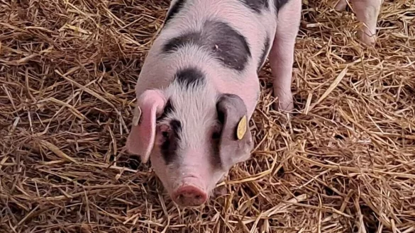 F&uuml;hlt sich im LWL-Freilichtmuseum Detmold wohl: Eine der drei Schweinedamen. - &copy; LWL-Freilichtmuseum Detmold/Silke Wilmsmeier