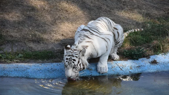 Die weißen Tiger zählen bis heute zu den Highlights des Safarilands. - © Sigurd Gringel