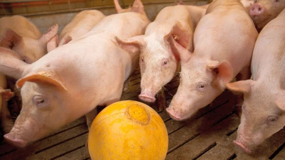 Sommerzeit ist Reisezeit. Angesichts der Ausbreitung der Afrikanischen Schweinepest in Hessen sorgen sich die heimischen Schweinehalter um ihre Tiere und rufen zu erh&ouml;hter Wachsamkeit auf. - &copy; WLV/Peter Lessmann