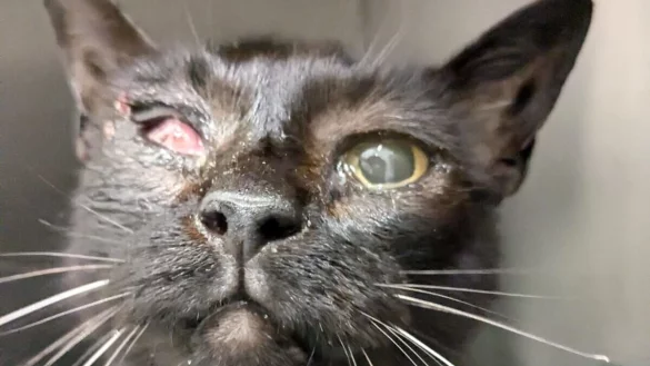 Die Katze muss schon l&auml;nger wegen ihrer erkrankten Augen gelitten haben. - &copy; Foto: Tierarztpraxis Livania