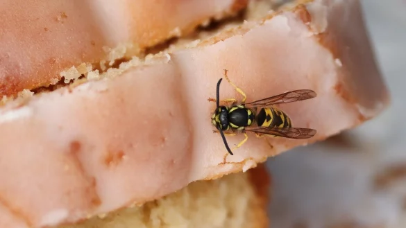 Wespenstiche in Mund und Rachen können gefährlich werden – besonders bei Kindern. Ein Hausarzt erklärt, was zu tun ist. - © Christine Panhorst