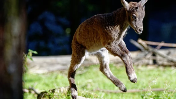 Der junge Steinbock tollt im Bielefelder Tierpark Olderdissen im Gehege herum. - &copy; Steve McAlpine