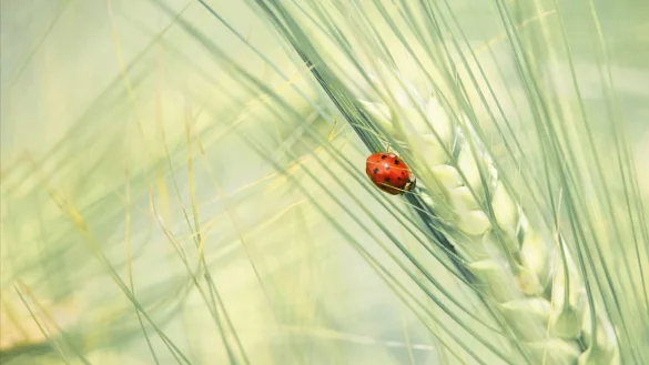 Fotos zum Thema Lippische Fauna & Flora sind ab dem 26. Juli in in der Wandelhalle und in der Stadtb&uuml;cherei zu sehen, unter anderem dieses Bild eines Marienk&auml;fers. - &copy; HEIKE REINEKE