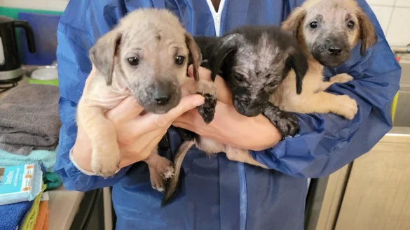 - &copy; Tierschutzverein Bielefeld