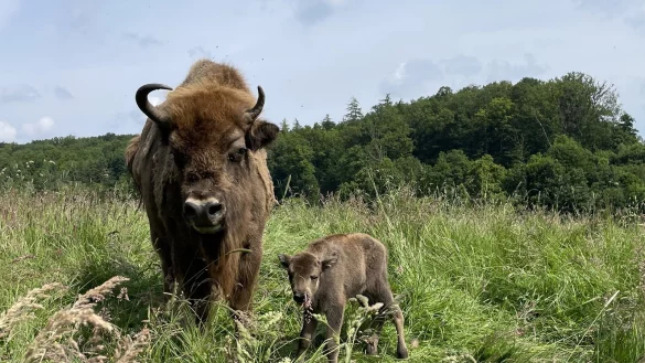 Einstein hei&szlig;t das Bullen-Kalb von Wisent-Mama Eila. Auf den Namen tauften ihn am Geburtstag die Warburger Landfrauen bei ihrem Ausflug. - &copy; Jan Preller