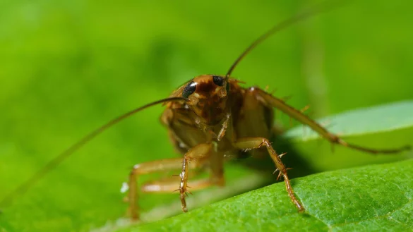 Wie so oft, breiten sich auch in diesem Sommer wieder unz&auml;hlige Kakerlaken auf der beliebten Insel aus. - &copy; picture alliance / Zoonar | Anton Litvintsev