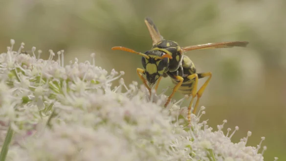 Wespen sind Nützlinge, daran besteht für Naturschützer überhaupt kein Zweifel. - © Robin Jähne