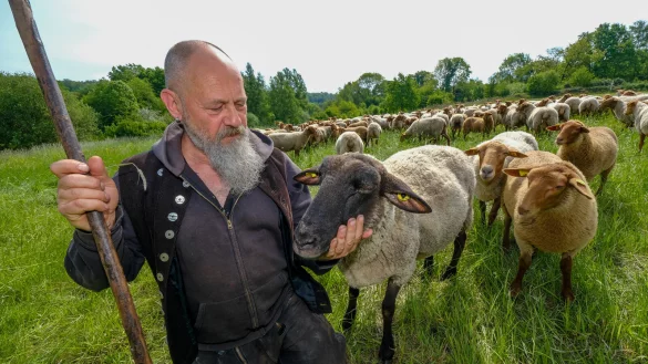 Die Schafe von Andreas Eisenbarth sind geimpft gegen die gef&uuml;rchtete Blauzungenkrankheit. (Archivfoto) - &copy; Foto: Andreas Zobe/NW
