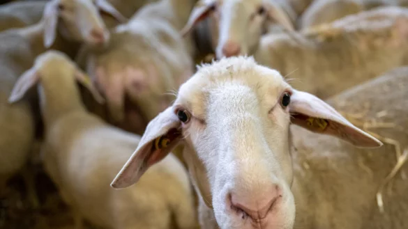 F&uuml;r die Blauzungenkrankheit sind demnach Wiederk&auml;uer wie Rinder, Schafe, Ziegen, Alpakas und Lamas sowie Wildwiederk&auml;uer empf&auml;nglich. - &copy; Peter Kneffel